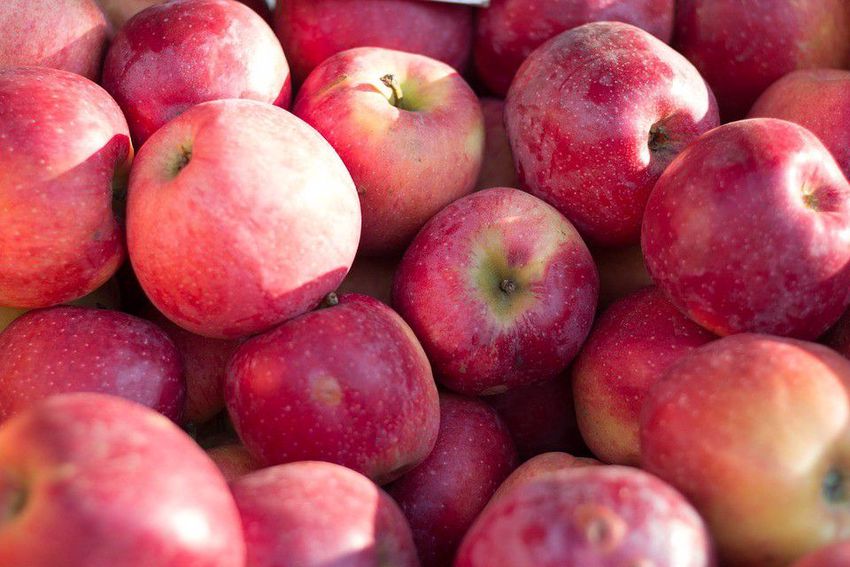 Rossz hír a szabolcsi gazdáknak: Lengyelország lekörözött minket az almájával
