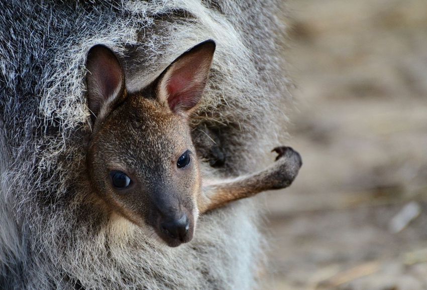 Ezeknél a miskolci kengurukölyköknél aligha van édesebb