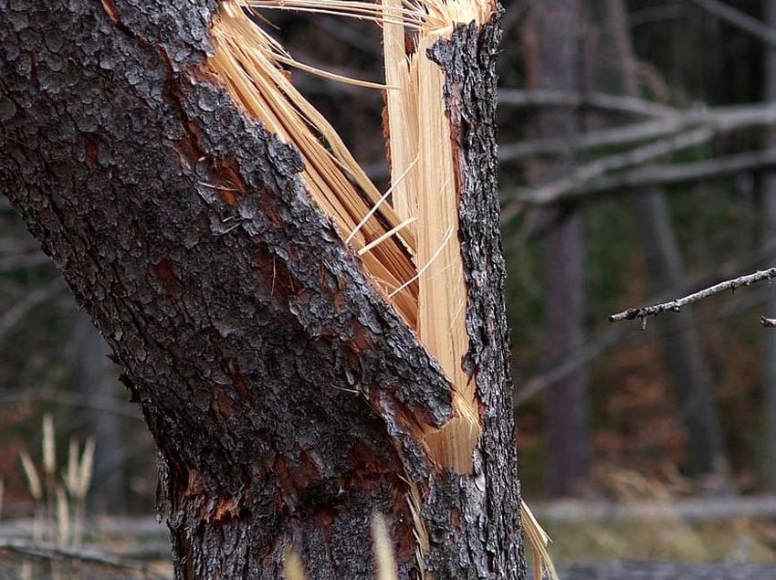 Úttestre, vezetékre dőlt fa is munkát adott Szabolcsban 