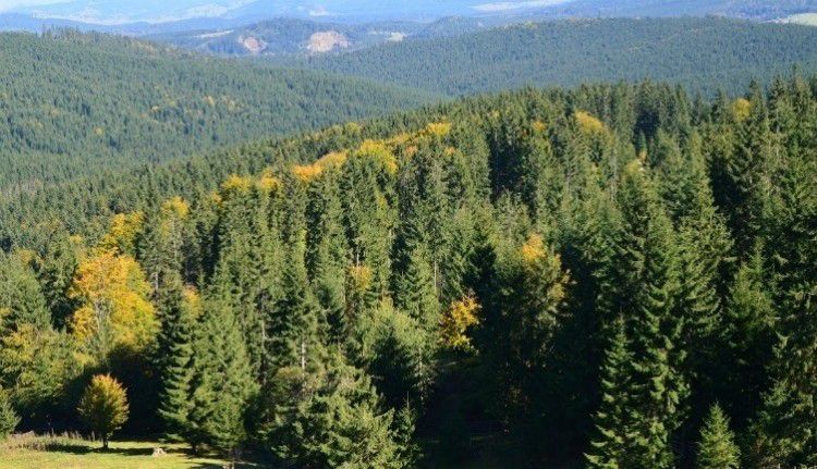 A kínai Alibabán árulják a román erdőket
