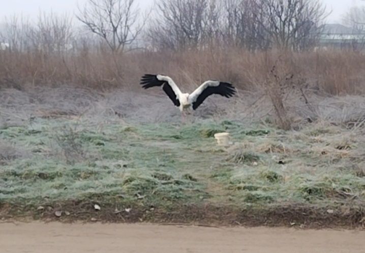 Hallgat a nevére, és füttyszóra jön ebédelni a Debrecenben telelő gólya