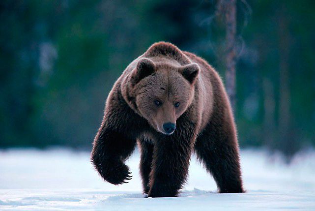 Egy medve sétálgatott Miskolcon...