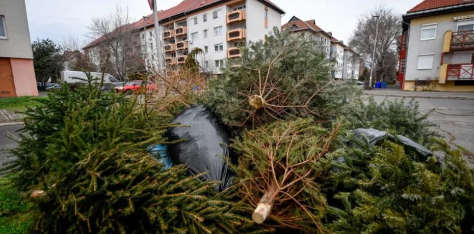 Kezdődik a kidobott fenyőfák begyűjtése Debrecenben