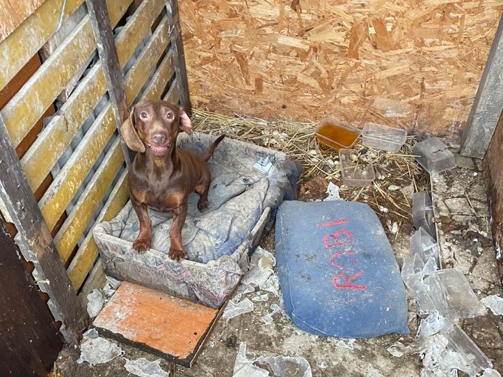 Alultáplált, daganatos kutyákat vettek el az újvárosi szaporítóktól