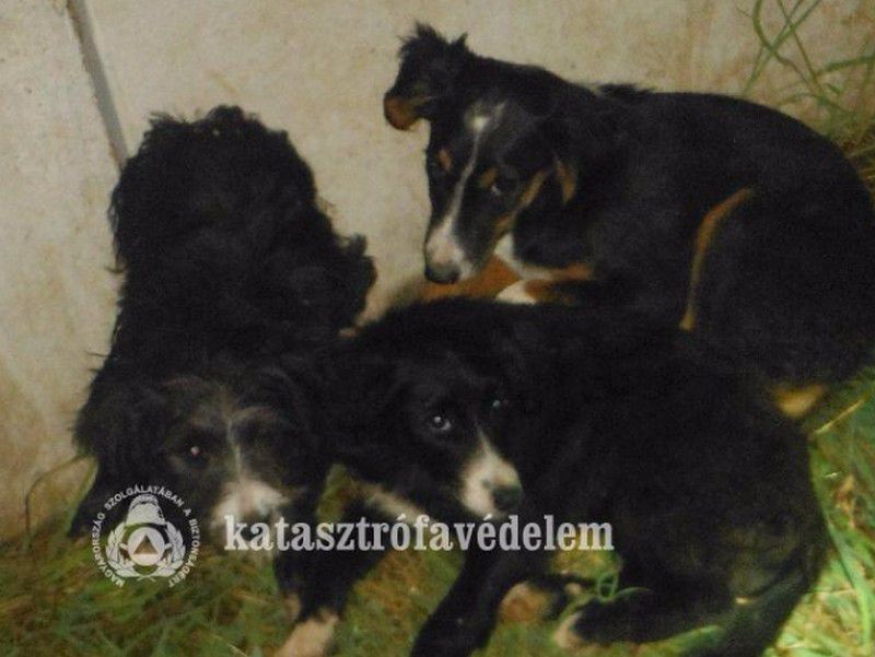 Kutyacsapat menekült meg Nyíradonyban