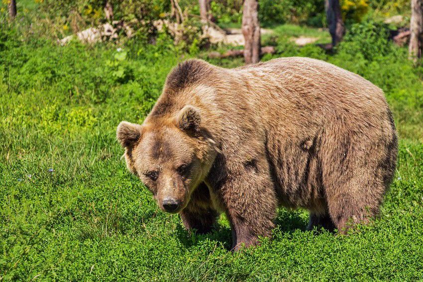 Medvék járnak Észak-Borsodban