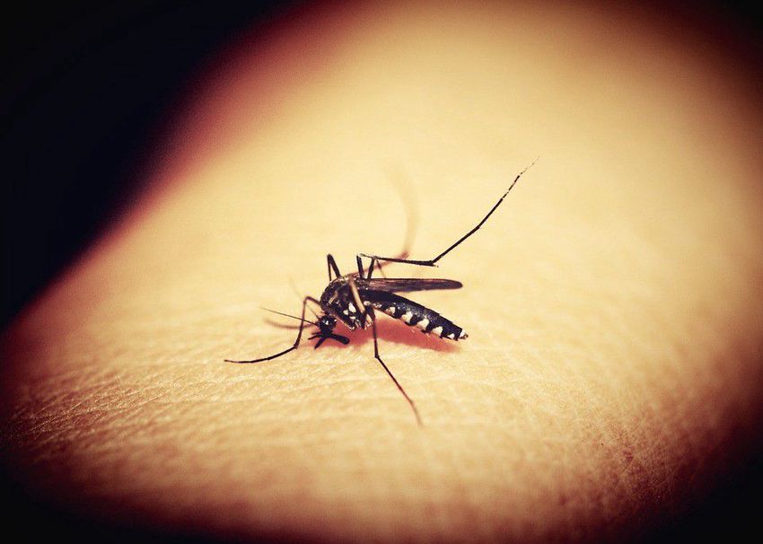 Sokat tehetnek a miskolciak a szúnyogok ellen