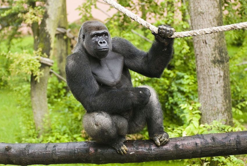 Megmentették egy gorilla életét Nyíregyházán