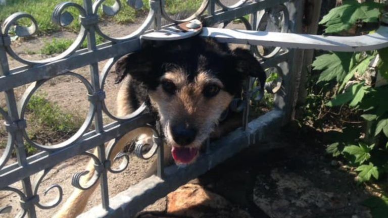 Kerítésbe szorult kutyát mentettek Miskolcon