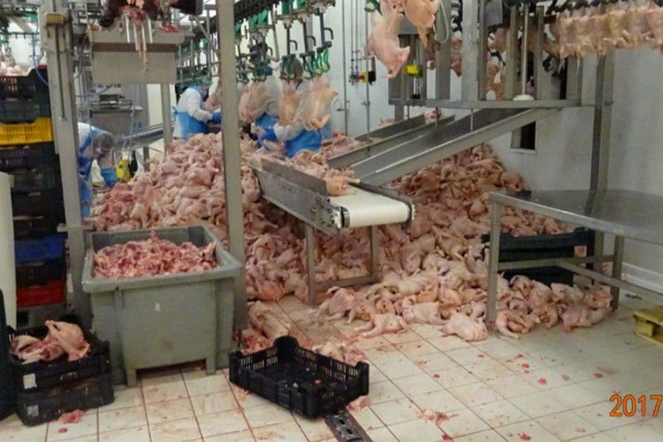Alig zárt be, de már üzemel a horrorvágóhíd