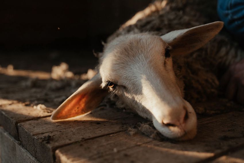 Öt birkát gyilkolt meg a fekete párduc egy bugaci tanyán
