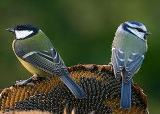 Nem beetetés! Akcióban a debreceni egyetemisták