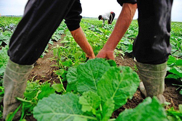 Németországban várják a mezőgazdasági idénymunkásokat