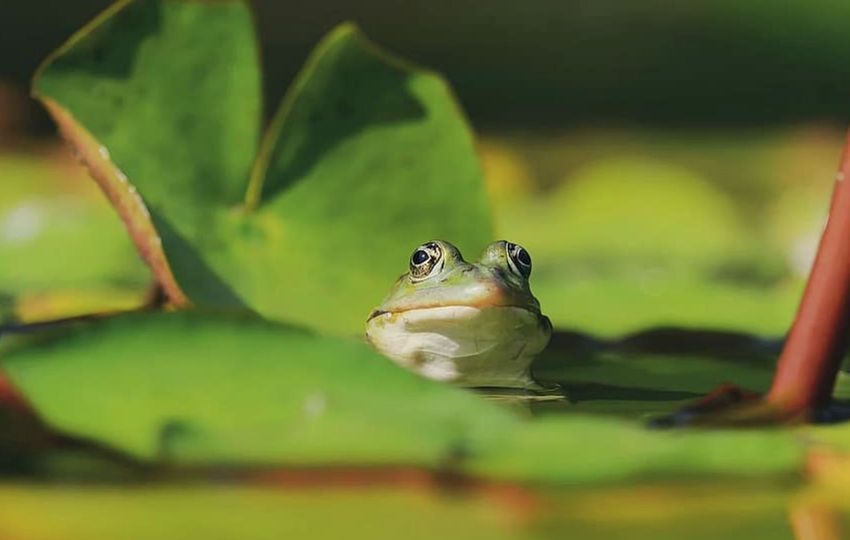 Debreceni utcanevekről szavaznak: Kalapács, Kakastaréj, Vízitök