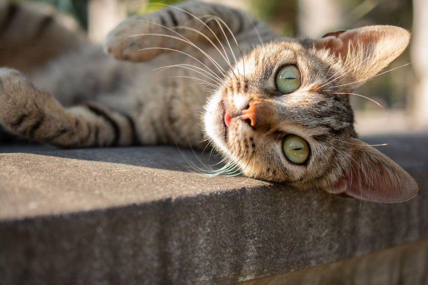 Károkat okoznak a macskák a csökmői temetőben
