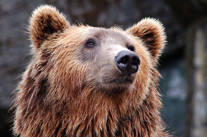 Medve jár Szilvásváradnál