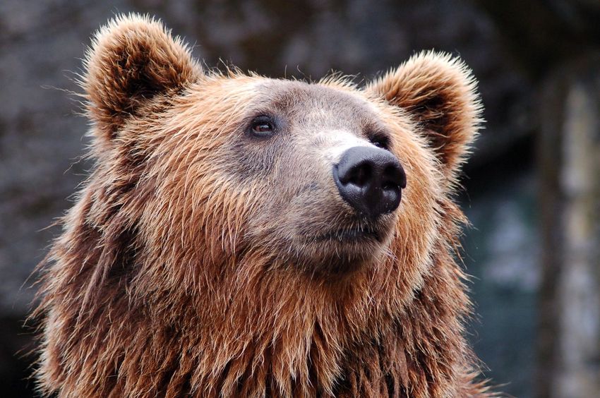 Nem a legjobb időjósok a Miskolci Állatkert medvéi