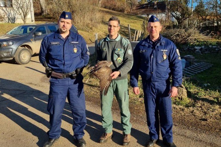 Ragadozót mentettek a rendőrök Borsodban