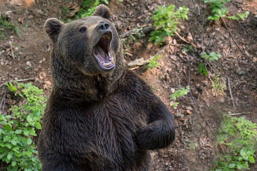 Újabb súlyos medvetámadás Székelyföldön