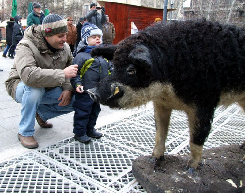 Újabb nagy debreceni disznóság következik