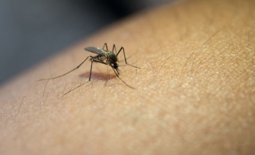 Debrecen három területén kezdődik a szúnyogirtás