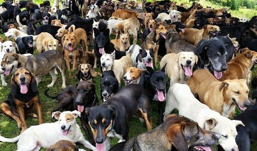 Rengeteg kutyával, földbe vájt lyukban él egy kocsordi nő