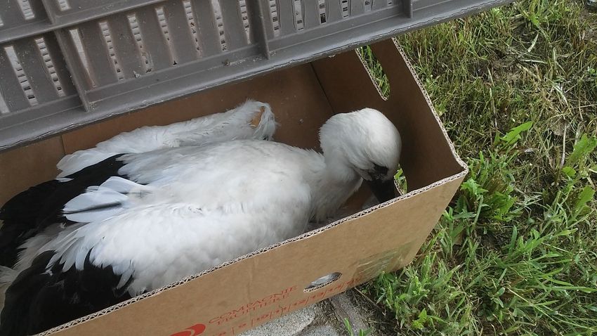 Kicsi gólyát mentettek az Olajfa utcában