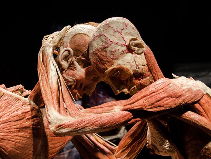 Test: valódi szervekkel jön a világhírű kiállítás