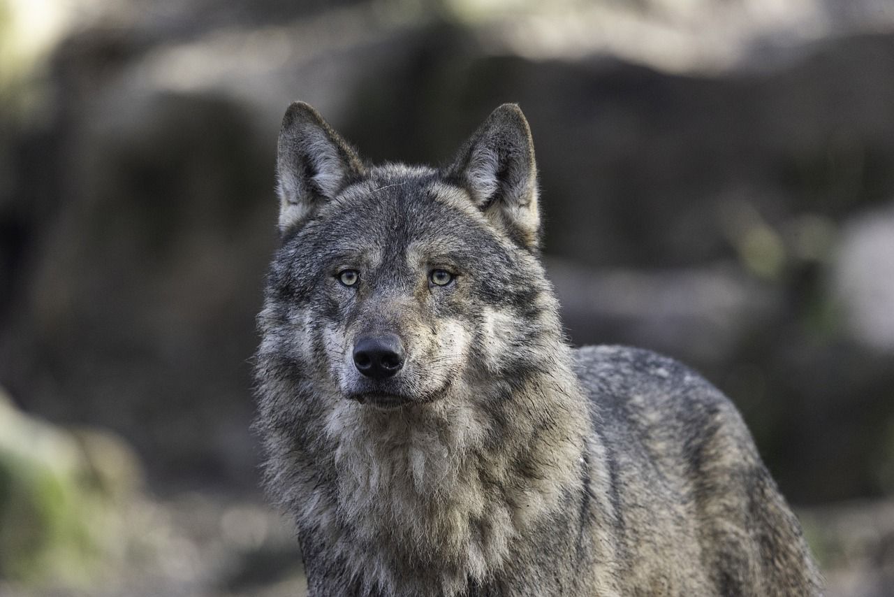 Már nincsenek börtönben a szabolcsi vadászok, akik felelősek a jeladós farkas kilövéséért