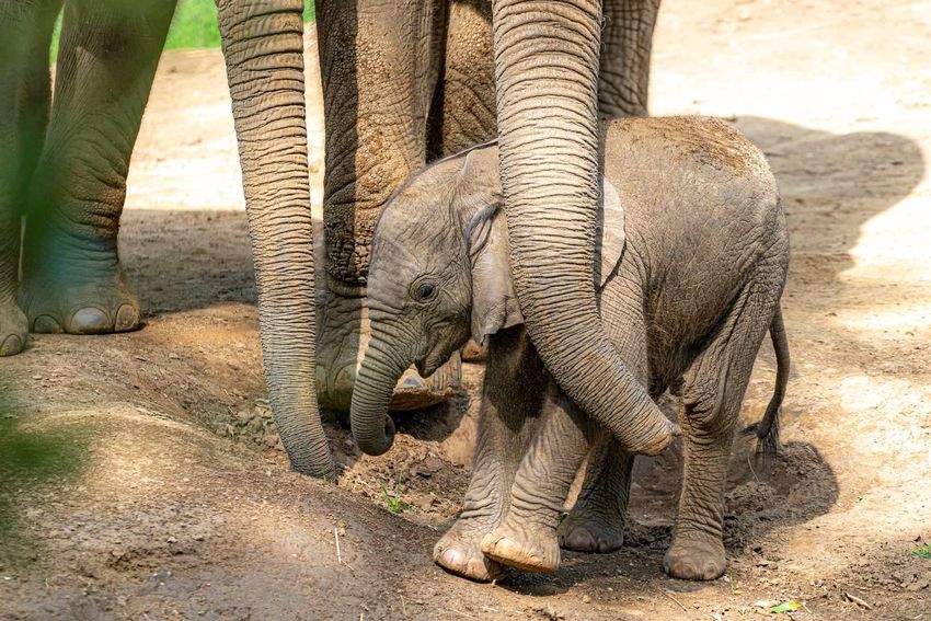 Megvan a Nyíregyházi Állatpark kiselefántjának neve