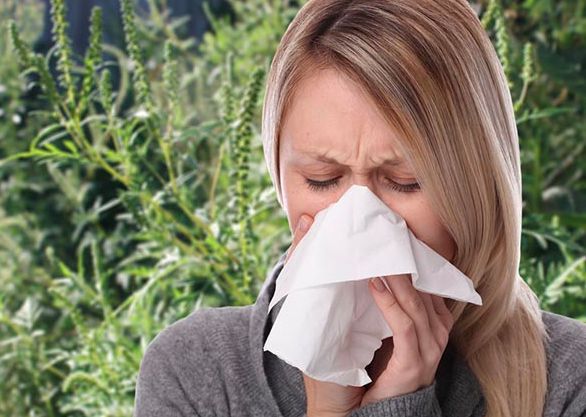 A pollenallergiások súlyosabb tüneteket tapasztalhatnak idén