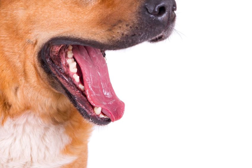 Veszett kutyát találtak az ukrán határ közelében