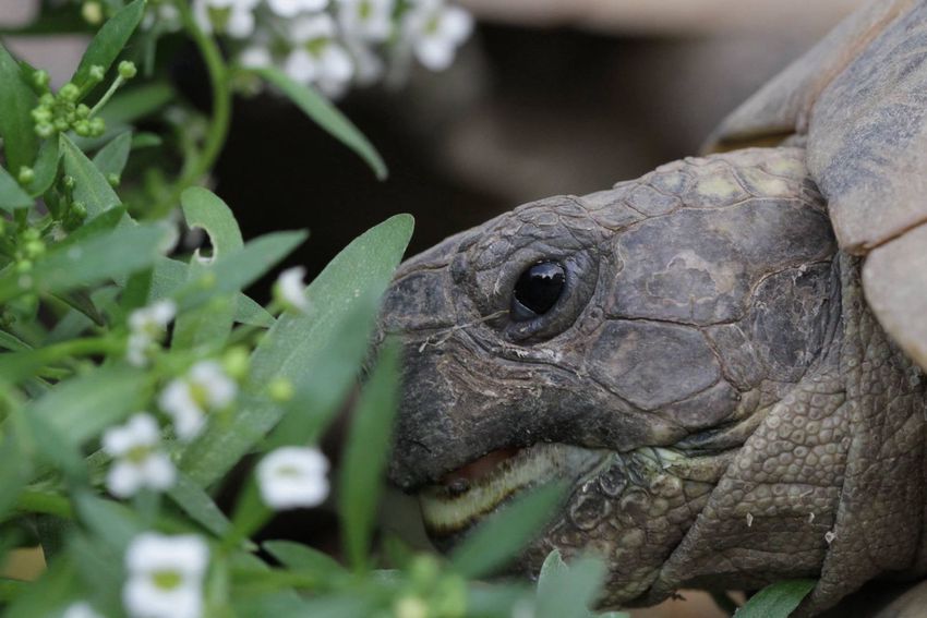 Ózdi rendőrök segítségével megtalálták a teknős agyonverőjét