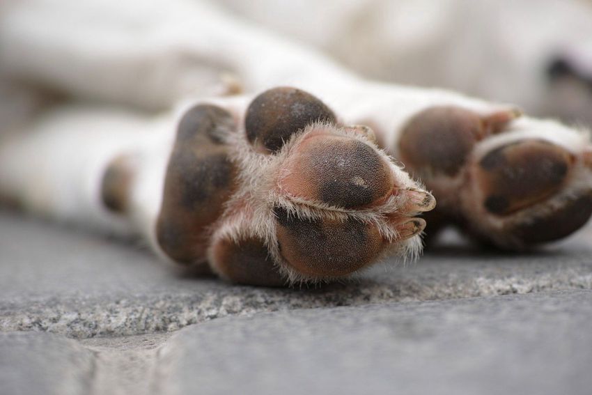 Állati kaland: rókalyukba szorult egy kutya Debrecenben