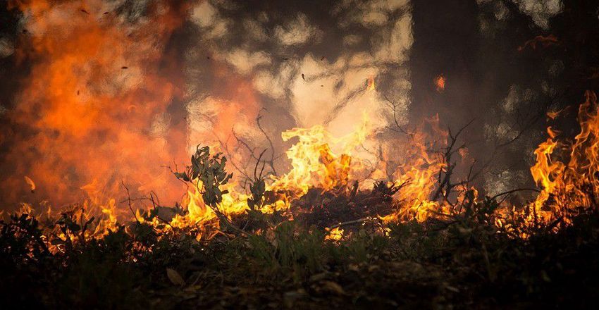 Erdőt veszélyeztetett a tűz Tiszabercelen