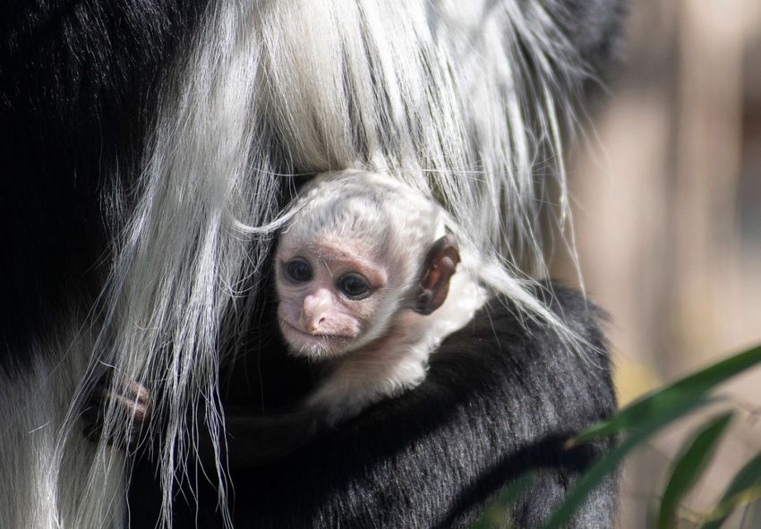 Szőrös kis csoda született a Nyíregyházi Állatparkban