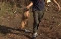 Több száz kóbor kutya keseríti az ópályiak életét 