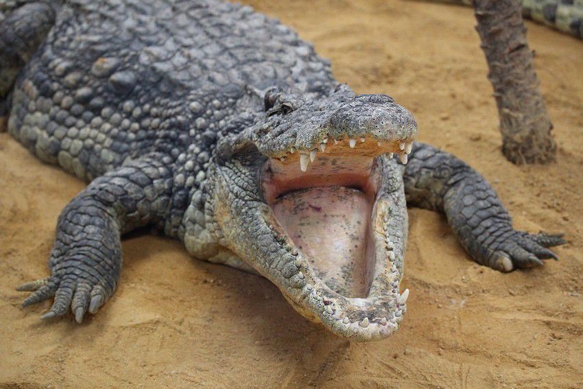 Gazdájára támadt egy krokodil