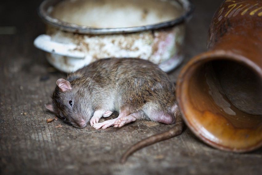 Több mint 200 bejelentés miskolci egerek, patkányok miatt