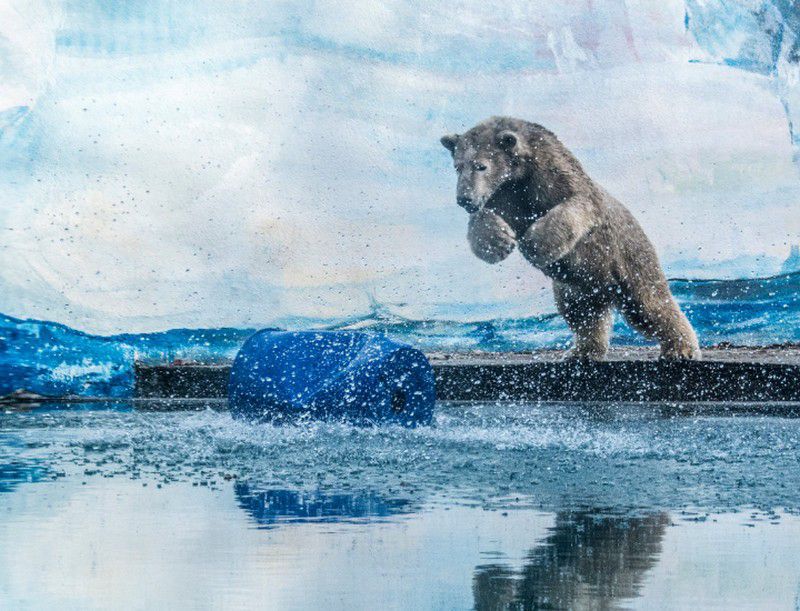 Így bulizik a sóstói jegesmedve +Videó
