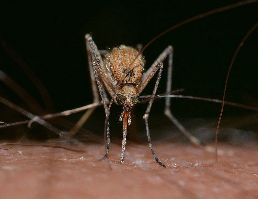 Irtják a szúnyogokat Sajószentpéteren