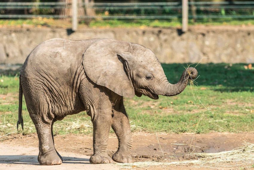 Nevet kapott a Nyíregyházi Állatpark afrikai kis elefántja