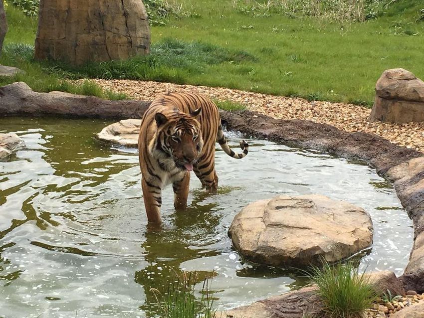 Tigris végzett egy állatgondozóval Angliában
