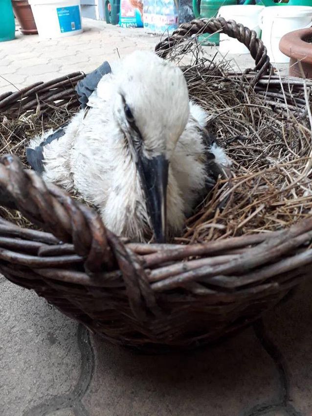 Nem akármilyen műlábat kap a Nyíregyházán mentett kis gólya