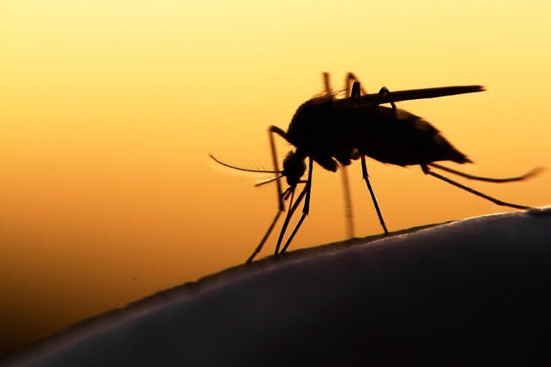 Földi és légi úton is irtják a szúnyogokat Szabolcs megyében