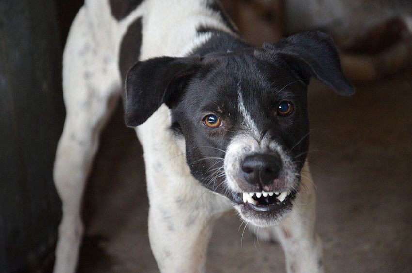 Állatkínzás: szabolcsi kutyaviadalok szervezői is vádlottak