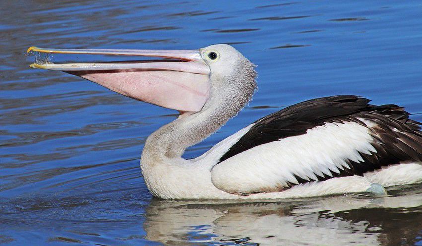 Pelikánoknak, flamingóknak épül medence Nyíregyházán