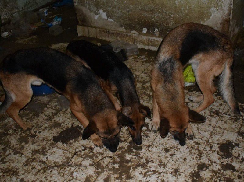 Kutyapokolra bukkantak Hajdú-Biharban