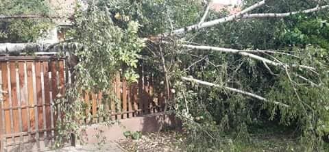 Viharos szél tört ketté egy fát Tiszavasváriban