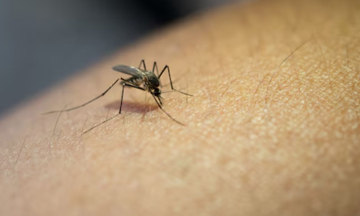 Több tízmillió forintot költenek szúnyogirtásra Nyíregyházán